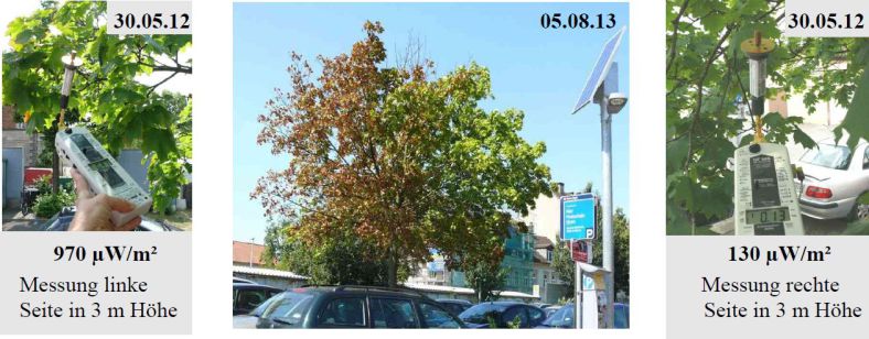 Mobilstråling i by: omfattende skader på trær (fra kartlegging i Bamberg/Hallstadt)