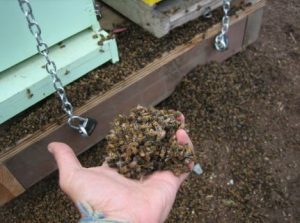 Døde bier (Hayes Valley Farm 2010)