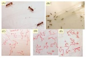 Treige, forvirrede maur flykter fra GSM (Cammerts & Johansson 2012)
